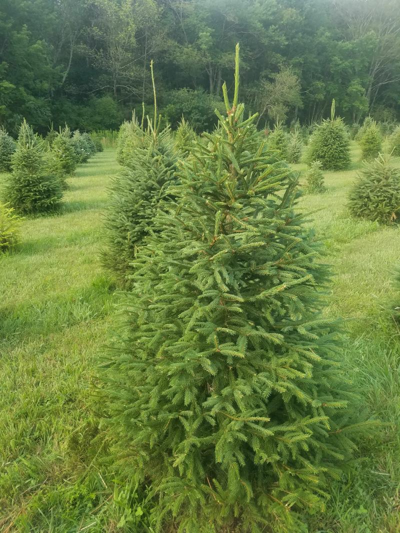 Deer Field Tree Farm