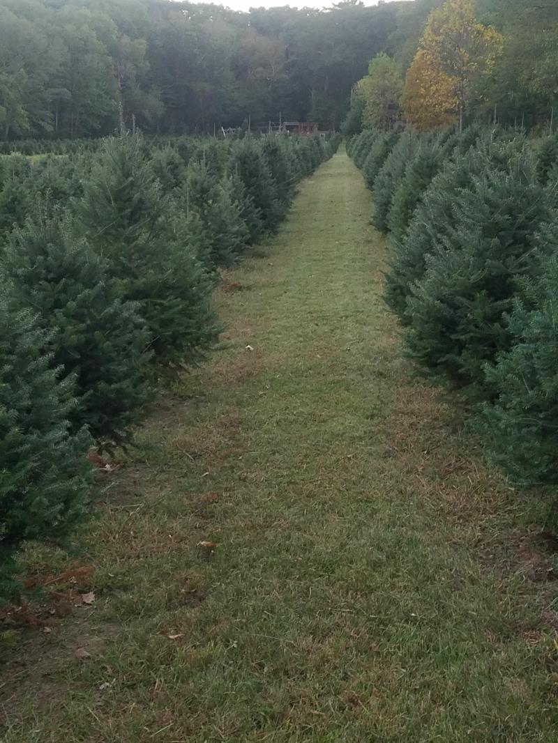 Deer Field Tree Farm