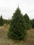 Balsam Fir