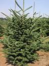 Fraser Fir