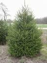 Norway Spruce