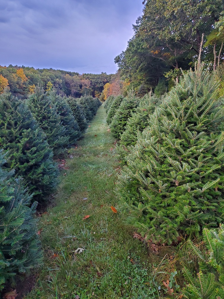 West Jefferson Choose And Cut Trees at Hammond blog